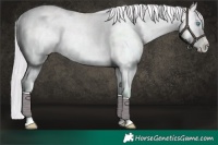 Horse Color:Platinum Palomino Roan Pearl Dun Appaloosa Brindle 