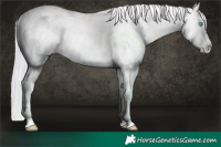 Horse Color:Platinum Palomino Roan Pearl Dun Varnish Brindle 