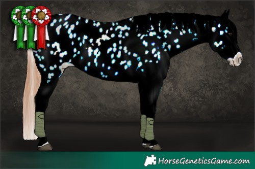 Horse Color:Bay Roan Dun Appaloosa 