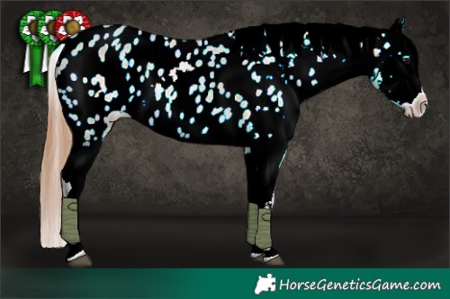 Horse Color:Bay Roan Dun Appaloosa 