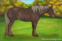 Horse Color:Liver Chestnut Rabicano