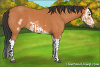 Horse Color:Bay Splash Frame and Bay Splash Frame