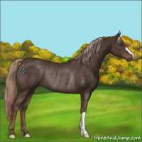 Horse Color:Liver Chestnut Rabicano 