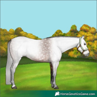 Horse Color:Gray Bay 