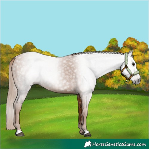Horse Color:Gray Chestnut 