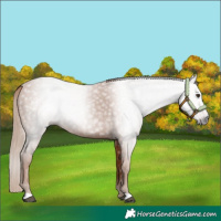 Horse Color:Gray Chestnut 