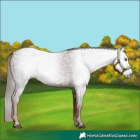 Horse Color:Gray Chestnut 