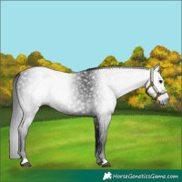 Horse Color:Gray Black 