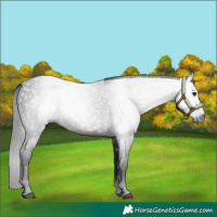 Horse Color:Gray Brown 