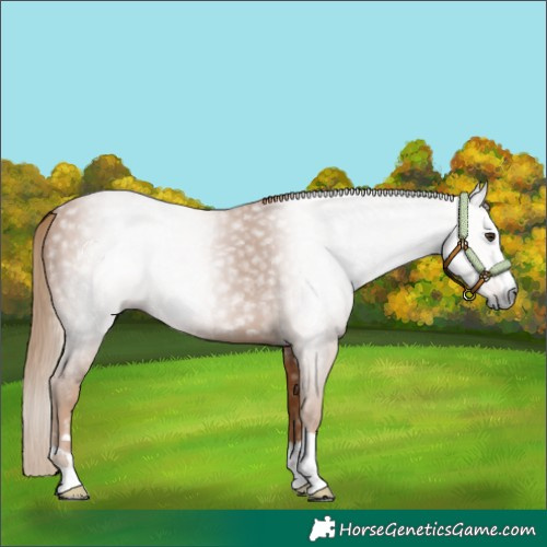 Horse Color:Gray Chestnut 