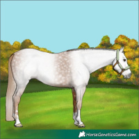 Horse Color:Gray Chestnut 