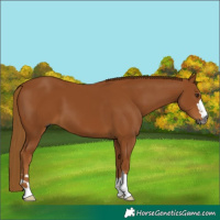 Horse Color:Gray Chestnut 