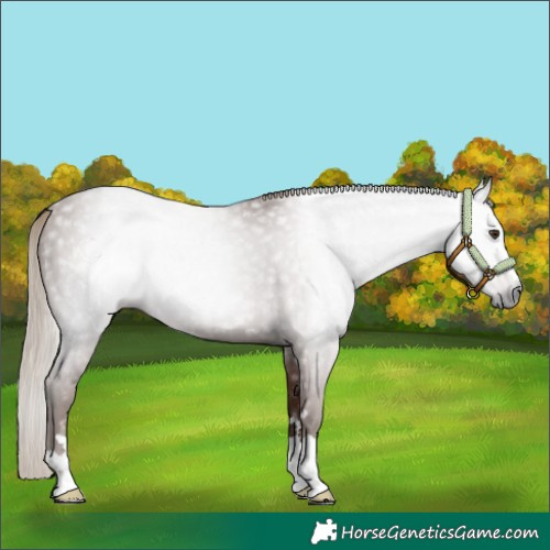 Horse Color:Gray Chestnut 