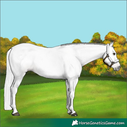 Horse Color:Gray Chestnut