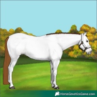 Horse Color:Gray Chestnut 