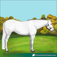 Horse Color:Gray Chestnut 