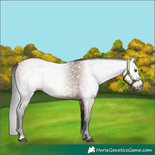 Horse Color:Gray Bay 