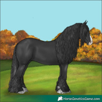 Horse Color:Black Splash