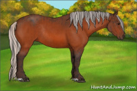 Horse Color:Bay Rabicano  and Silver Bay Rabicano 
