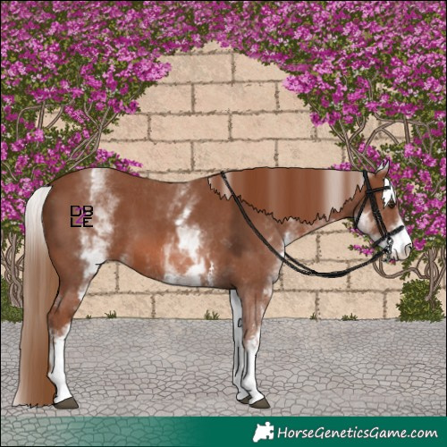 Horse Color:White Spotted Chestnut Sabino