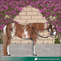 Horse Color:White Spotted Chestnut Sabino