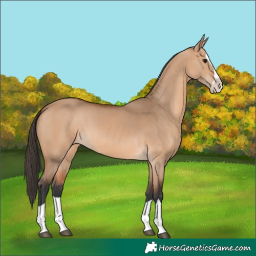 Horse Color:Bay Dun Splash 