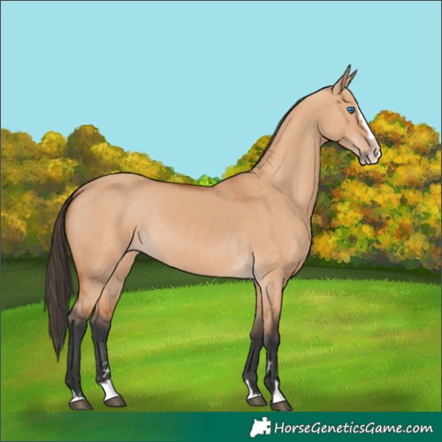 Horse Color:Bay Dun Splash 