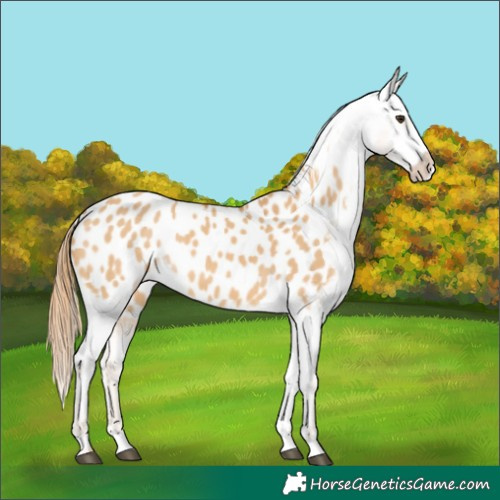 Horse Color:Red Dun Splash Appaloosa 