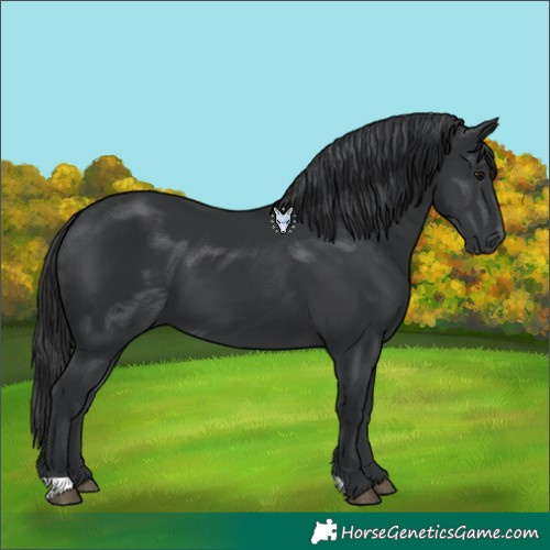 Horse Color:Black 