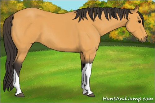 Horse Color:Buckskin