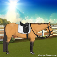 Horse Color:Buckskin 