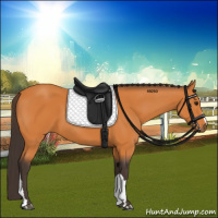 Horse Color:Buckskin 