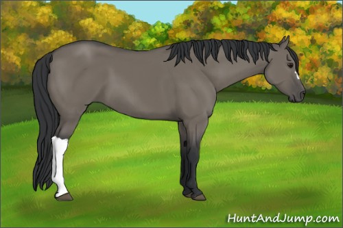 Horse Color:Grullo 