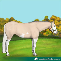 Horse Color:Silver Classic Champagne Dun Splash Frame 