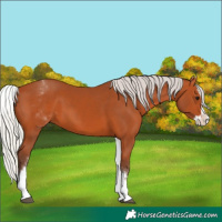 Horse Color:White Spotted Silver Bay Splash