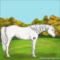 Horse Color:Cremello Sabino  and Cremello Sabino Rabicano 