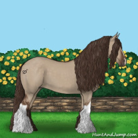 Horse Color:Liver Red Dun 