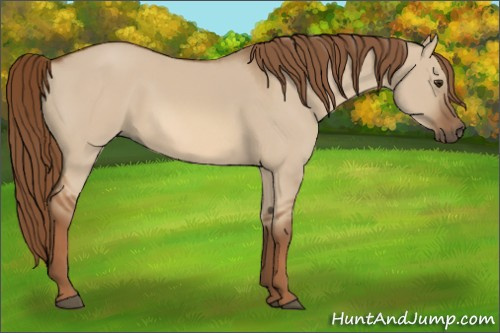 Horse Color:Red Dun