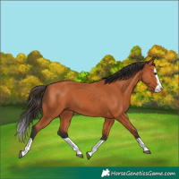 Horse Color:Bay Splash 