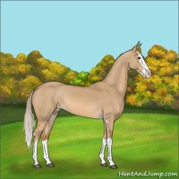 Horse Color:Red Dun Splash