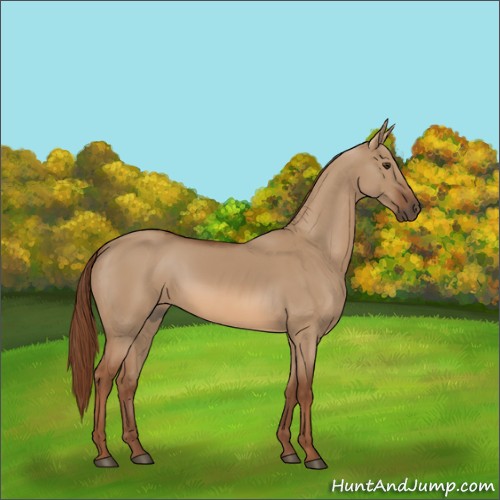 Horse Color:Red Dun 