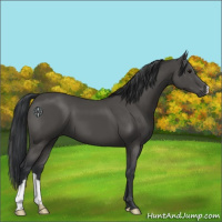Horse Color:Black 