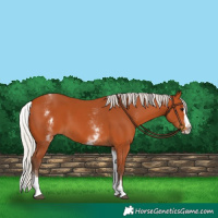 Horse Color:White Spotted Silver Bay Splash 