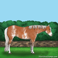 Horse Color:White Spotted Silver Bay Splash 