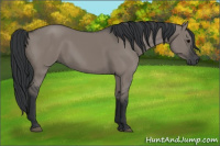 Horse Color:Grullo