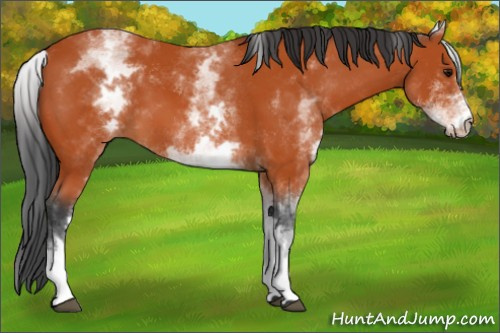 Horse Color:White Spotted Bay 