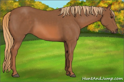 Horse Color:Chestnut 