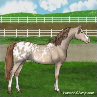 Horse Color:Red Dun Appaloosa  and Red Dun Appaloosa 