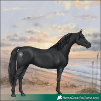 Horse Color:Black 