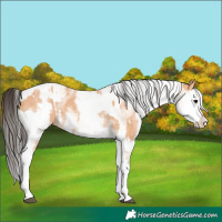 Horse Color:White Spotted Bay Dun Rabicano  and White Spotted Bay Dun Splash Rabicano 